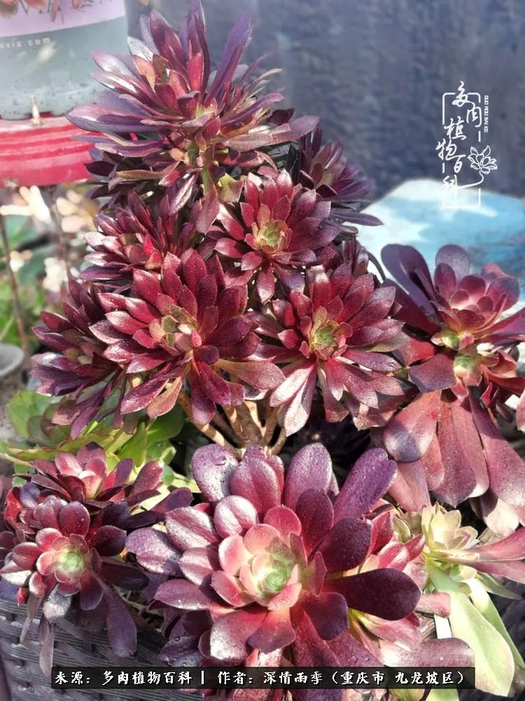 在重庆养多肉养的是一种信仰,重庆养多肉适合用什么土