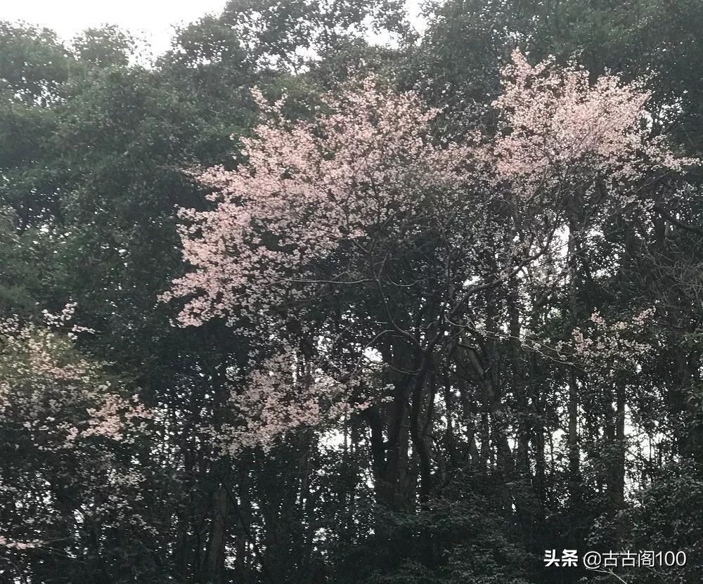 萧绍古道完整版,萧绍古道高度