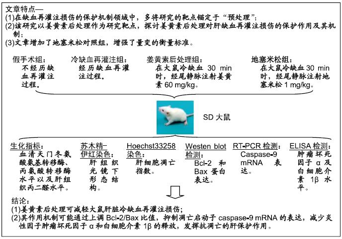 大鼠肝缺血再灌注损伤模型,大鼠缺血再灌注