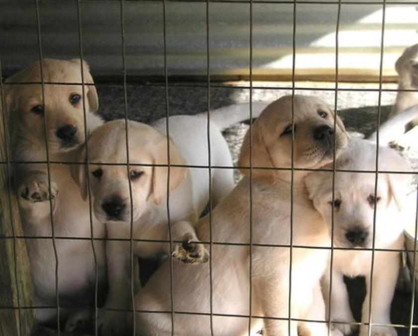 老祖宗选狗方法,挑选好狗最简单的办法