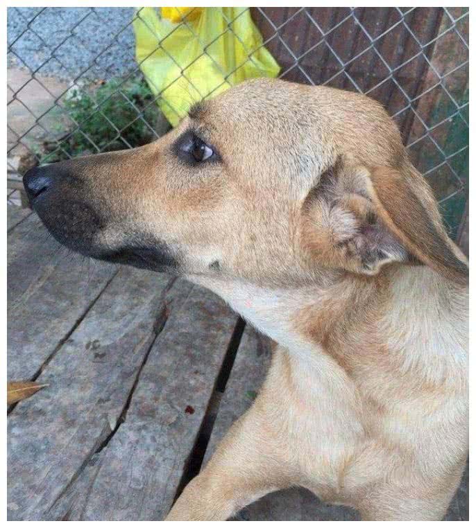 如何看待爱狗与吃狗肉的争议,为什么爱狗人士不能让别人吃狗肉