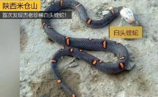 白头蝰为啥快绝种了,白头蝰是剧毒吗