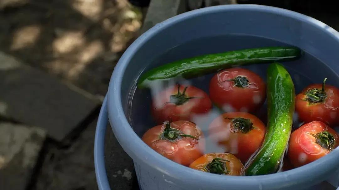 梦中的菜园小视频,我的梦中菜地