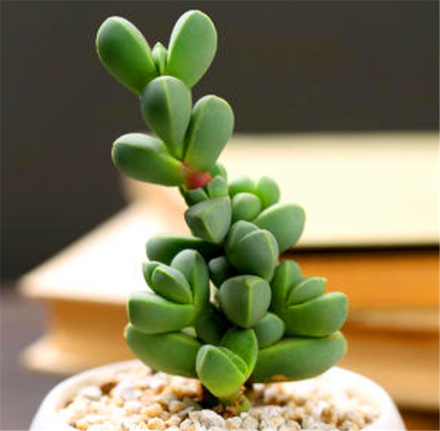 鹿角海棠不服盆干瘪发黄怎么办,鹿角海棠叶子发黄怎么办