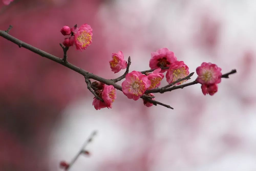 公认最好十首七绝古诗大全,人民日报整理100首七绝古诗词