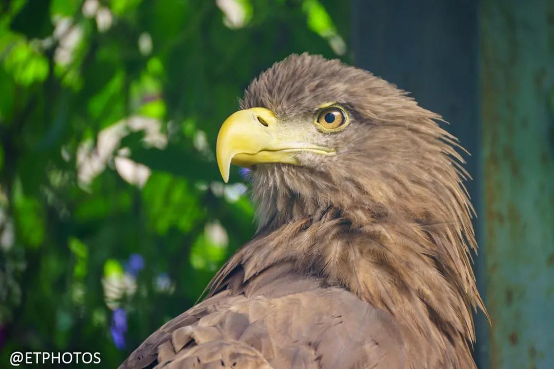 腾龙微单70-300长焦镜头,腾龙70-300是微单镜头吗