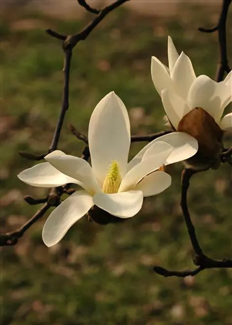 蜡梅花是不是梅,科普一下腊梅和梅花知识