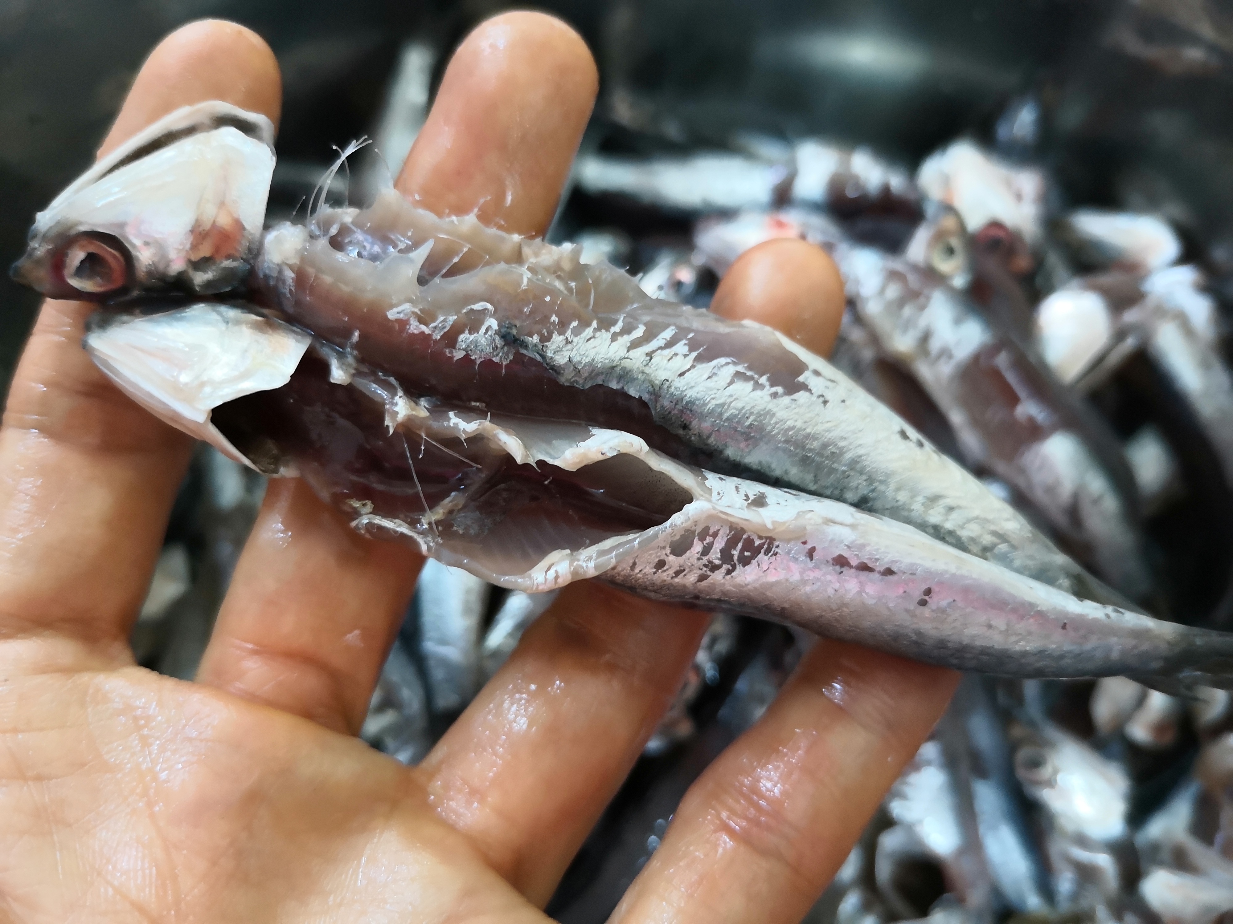 晒鱼干怎么晒好吃又简单,怎么晒鱼干才好吃