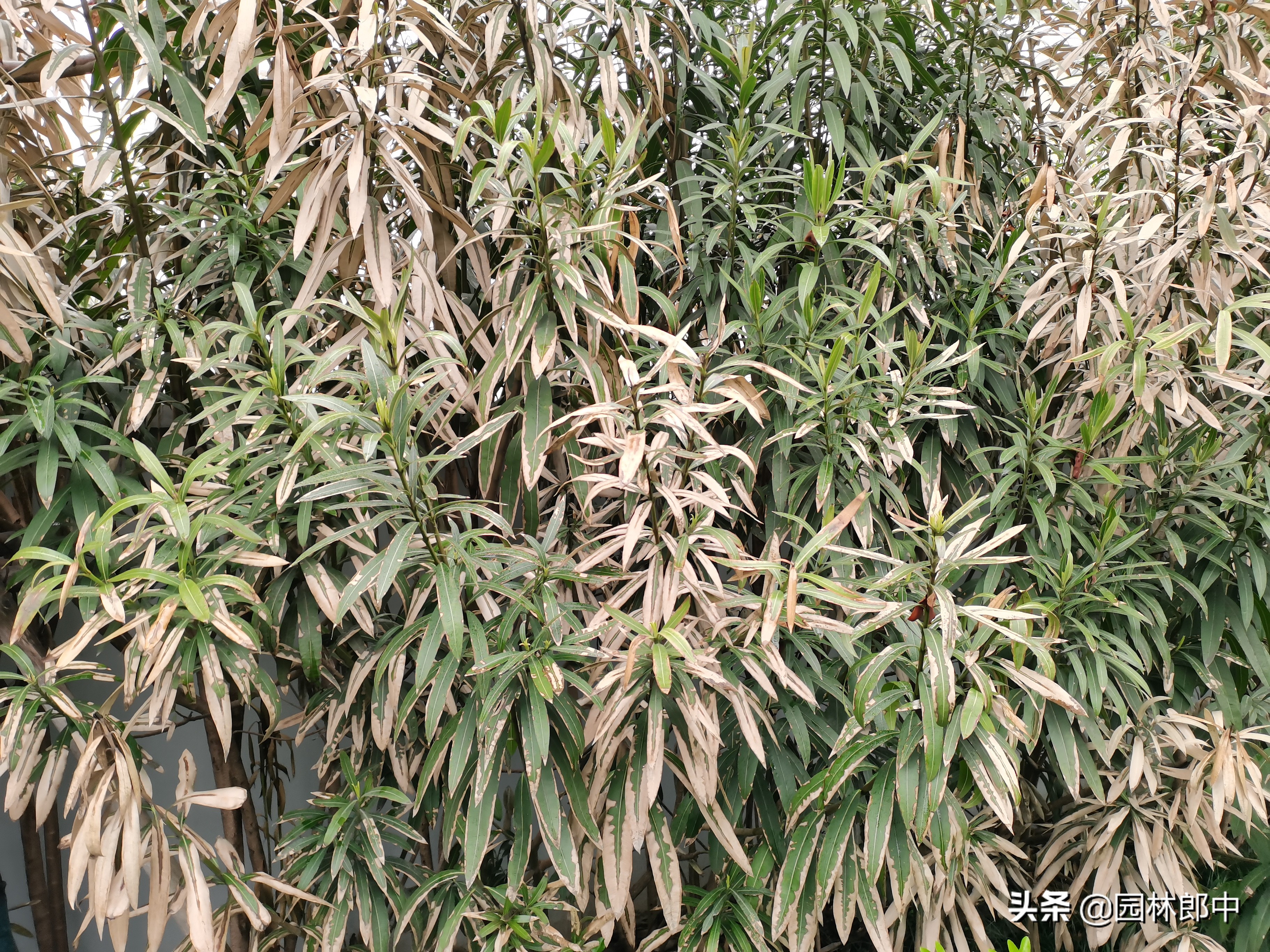 苗木冻伤了怎么补救,苗木霜冻了怎么补救