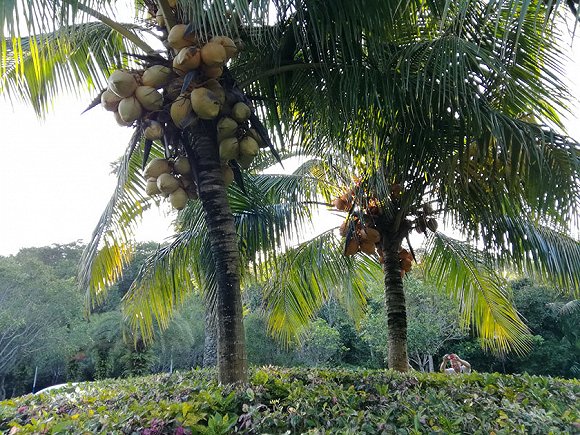 椰子加工产业链,椰子产业发展史