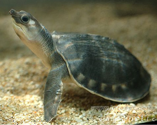 看图识龟,看图识物