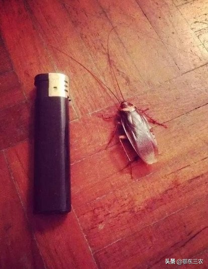 农村四害到底多严重,农民生活新四害