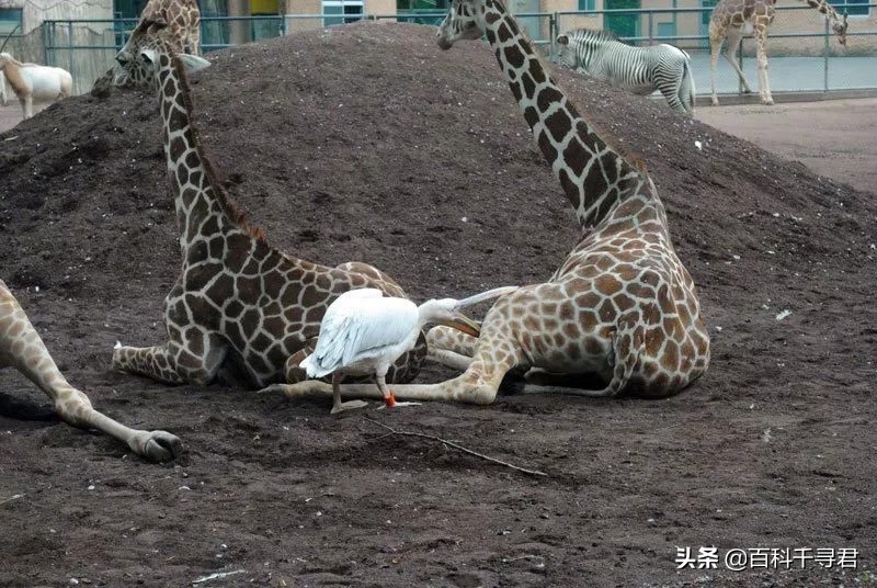 鹈鹕吞猎物到肚子里是怎么样的,鹈鹕的嘴真的是大口袋吗