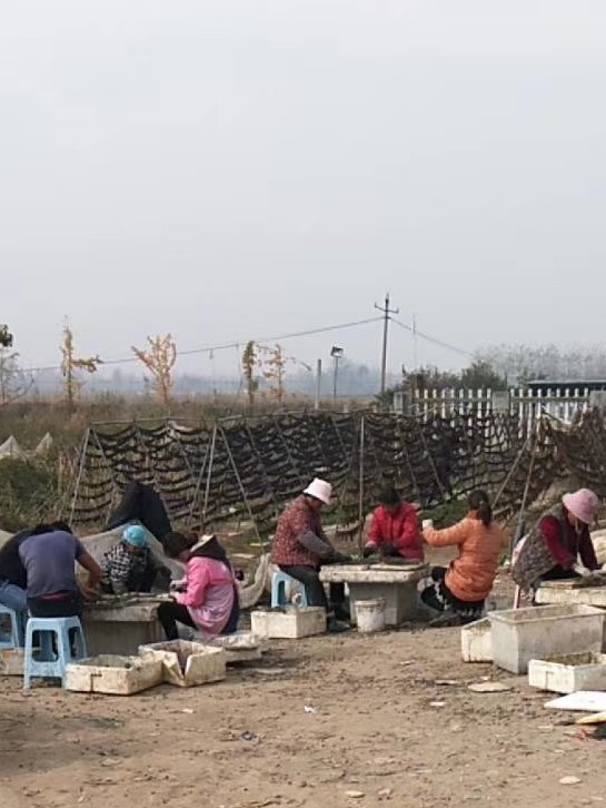 蚂蟥的养殖前景如何,蚂蟥养殖创业