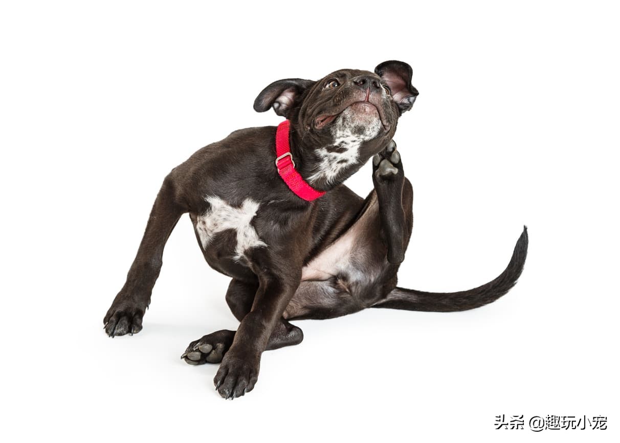 狗狗过敏了怎么办最快最有效,狗狗皮肤过敏吃单一肉食物