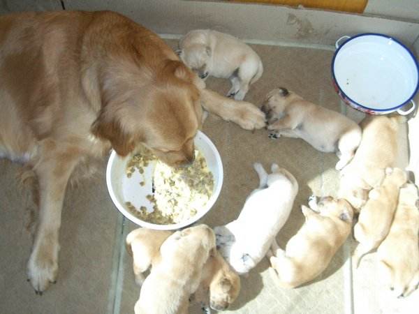 狗粮里有虫子还能吃吗,狗粮里有虫怎么索赔