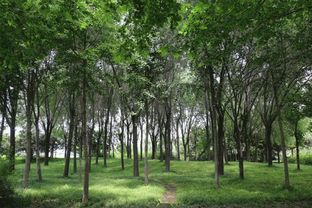 大局已定临沂交通大爆发,大局已定2020