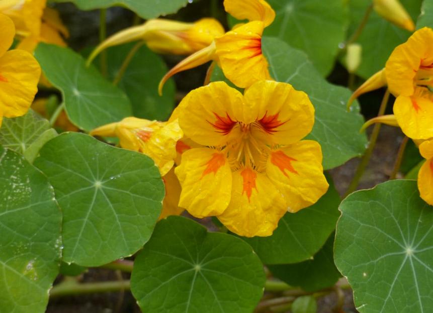 网购的植物好看又好养活的有哪些,网上买什么植物好看好养