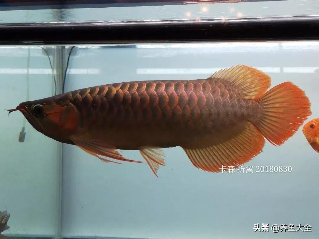 养红龙苗,养红龙如何搭配其他鱼