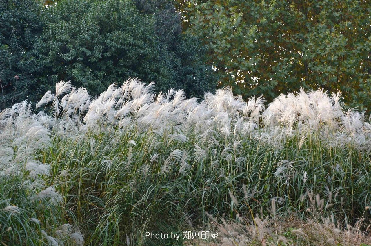 郑州漂亮的秋色风景,郑州的这些湖畔藏着最美的秋色