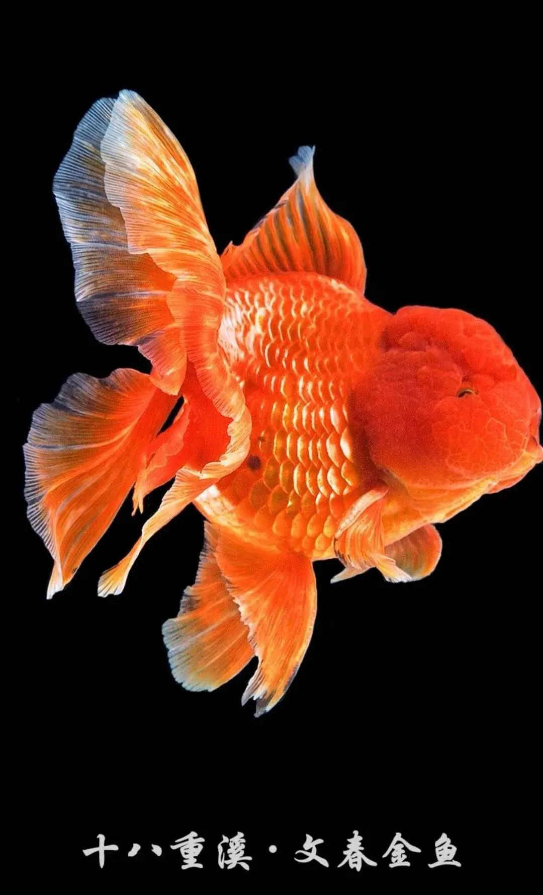 闽侯闽越古镇旅游攻略,世遗游玩