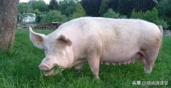 母猪产三只后下两个胎衣怎么办,母猪下崽后胎衣迟迟不下怎么办