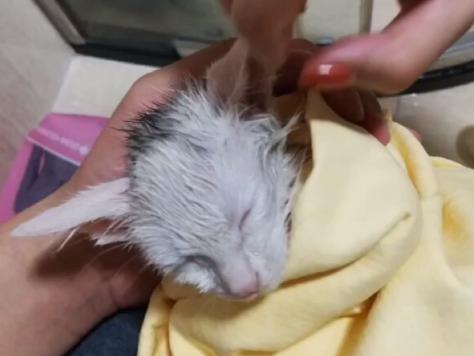 流浪猫被好心人收养后变成粘人,救助小猫被粘鼠板粘住扔到垃圾桶