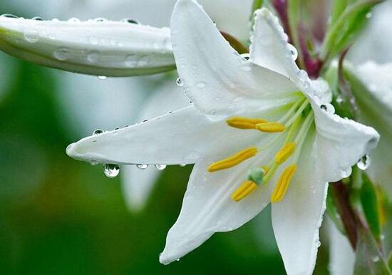 卧室放百合花有助于睡眠吗,百合花有毒吗能放鱼缸里吗