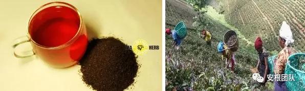 肯尼亚红茶的优缺点,茶人喝金骏眉好吗