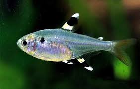 草缸灯鱼专用灯,适合草缸养的灯鱼