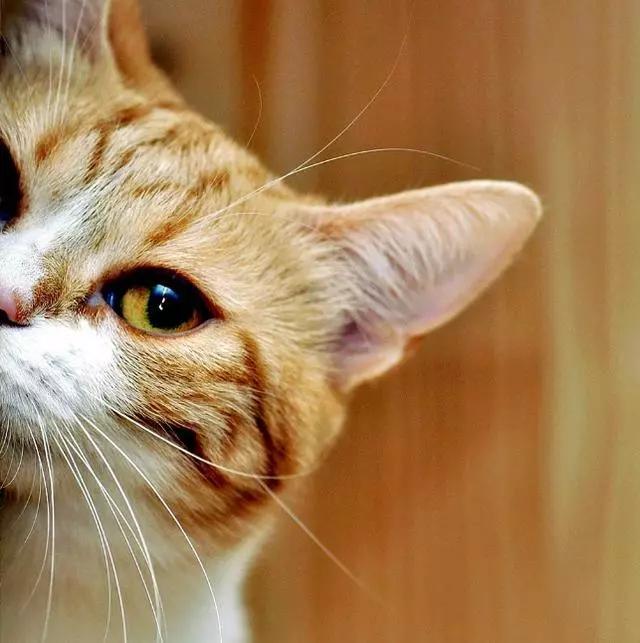 铲屎官常见问题,新手铲屎官发现猫咪拉肚子