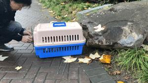 怎么抓小区流浪猫,这些方法来教你