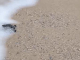 龟龟长大了,我滴个龟龟是什么意思