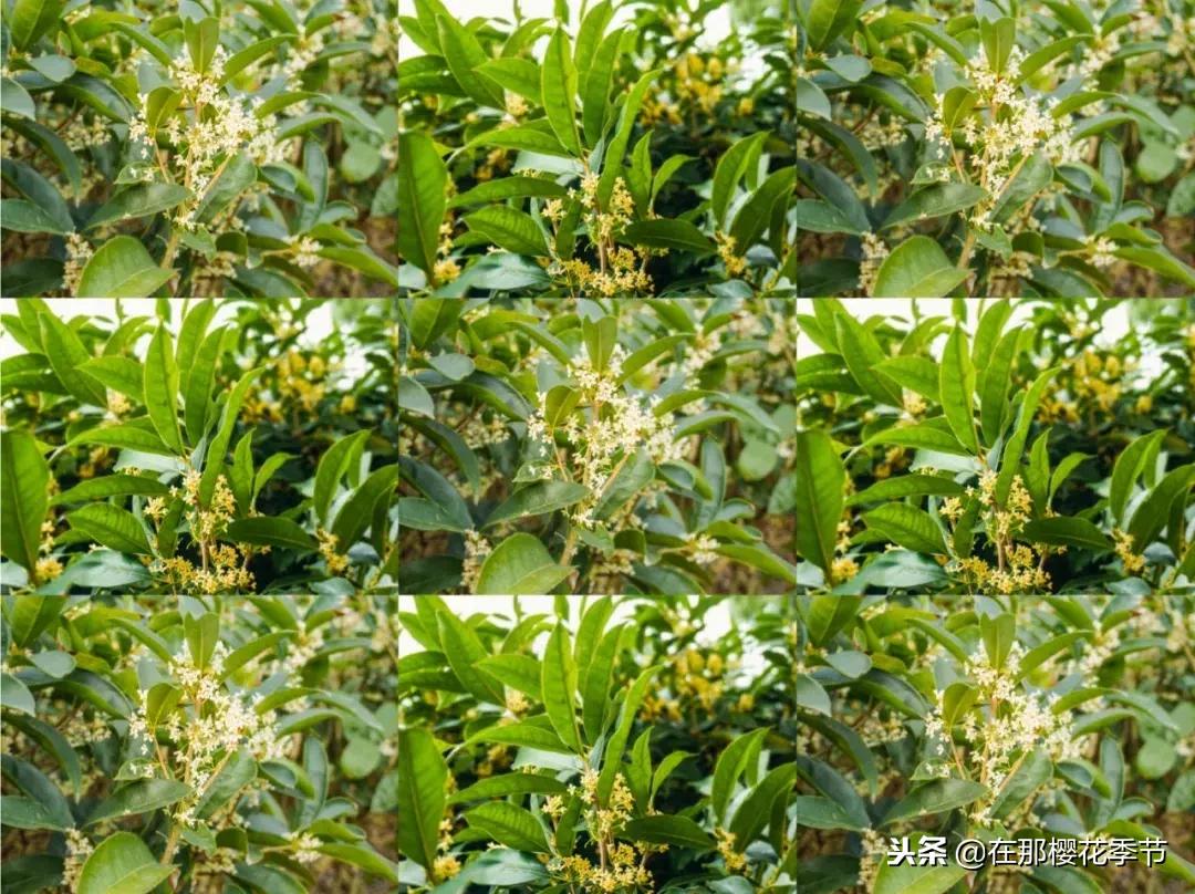 直男拍照最为致命,直男拍照到底好不好看