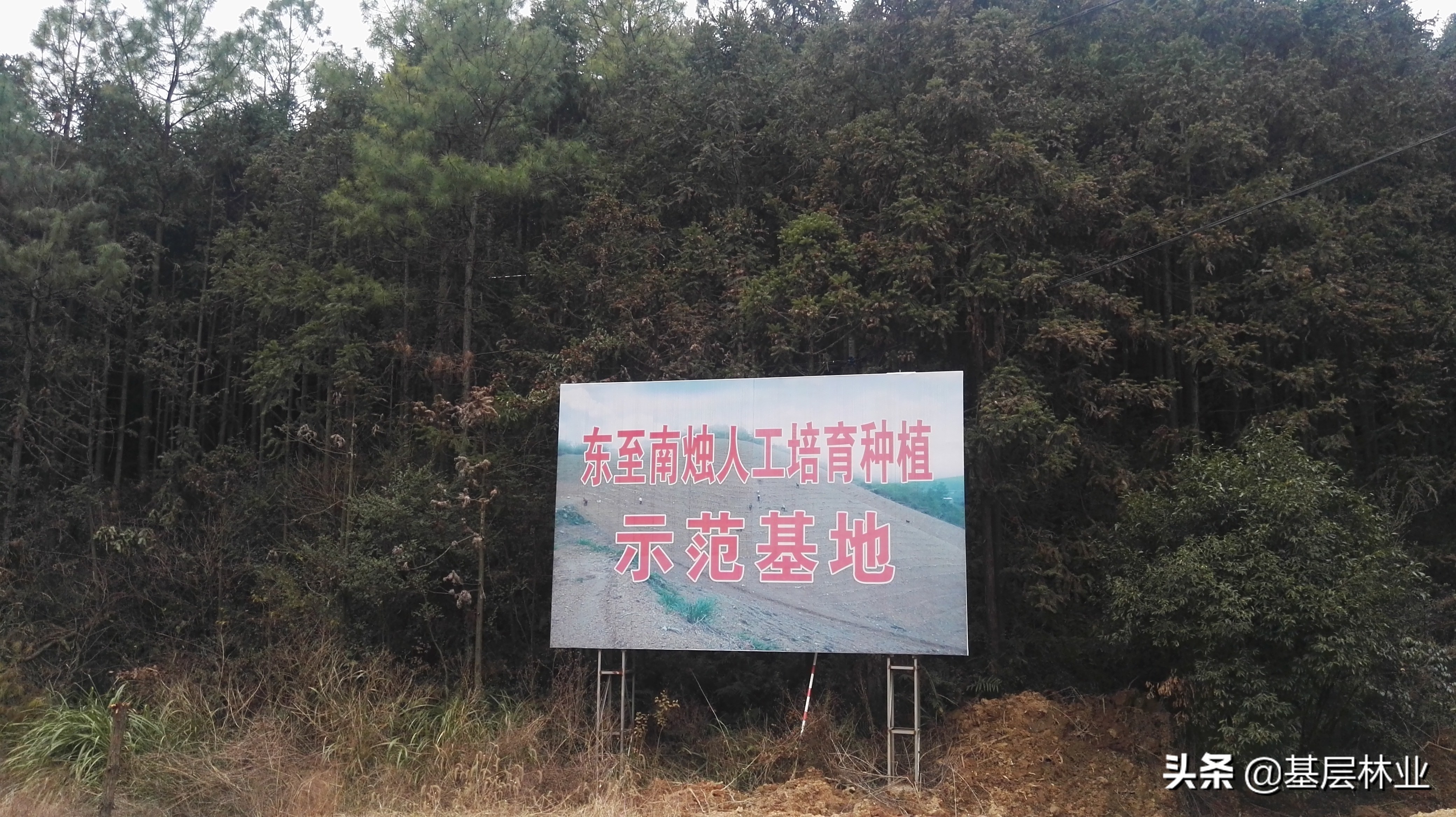 野生乌饭怎么盆栽种植的,野生乌饭都有什么品种