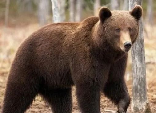 银背大猩猩在自然界的战斗力,地球最强动物银背大猩猩