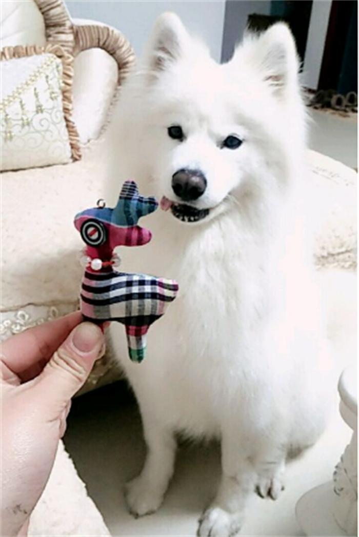 一岁的萨摩耶老是拆家怎么办,6个月的萨摩耶还能接受主人吗