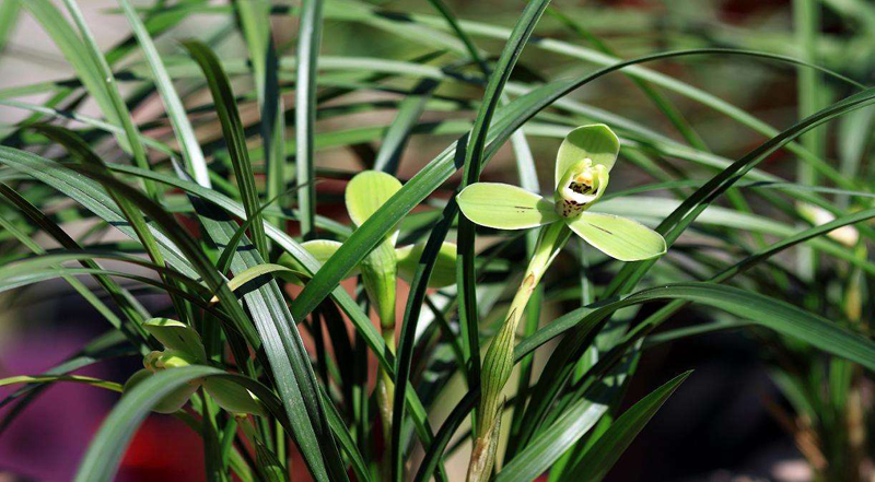 春兰和春剑兰的区别在哪里,春兰大富贵和春剑大富贵不一样吗