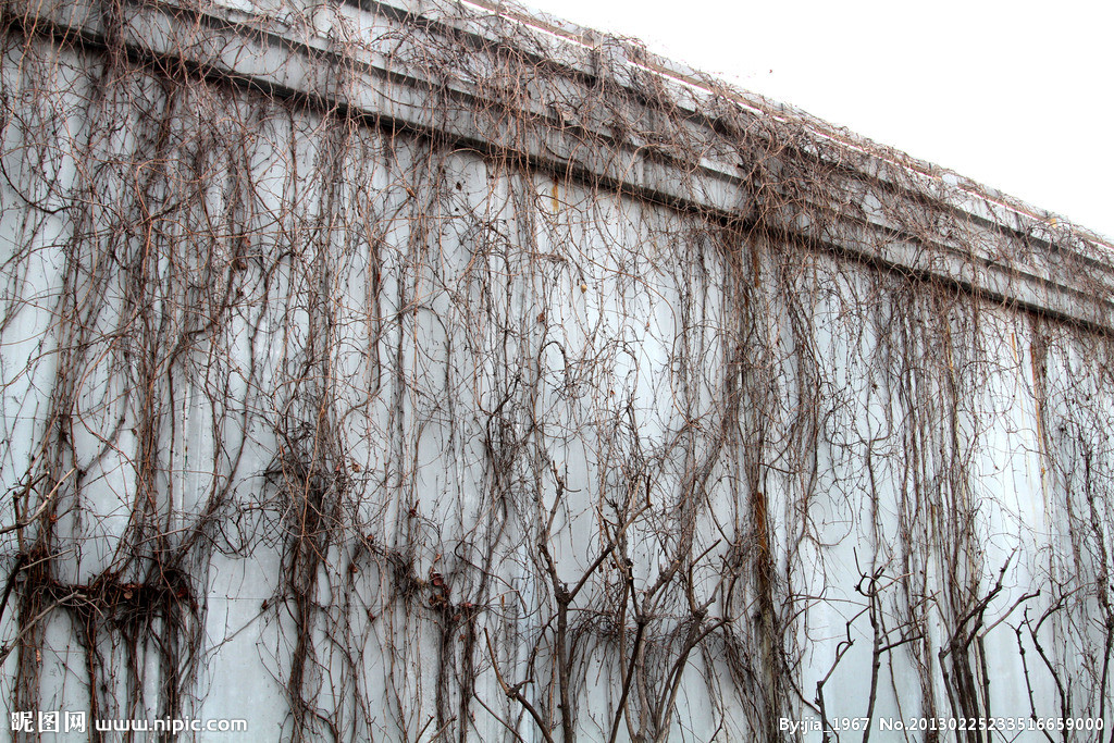 就立体绿化谈谈爬山虎(实用干货)