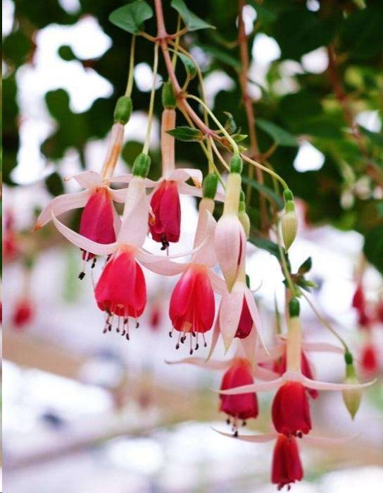 倒挂金钩灯笼花怎么养,倒挂金珠怎么养