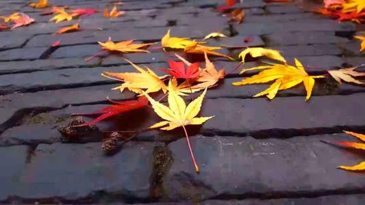 枫醉秋色叶叶红，又“为问东风吹老，几度枫江兰径，千里转平芜”