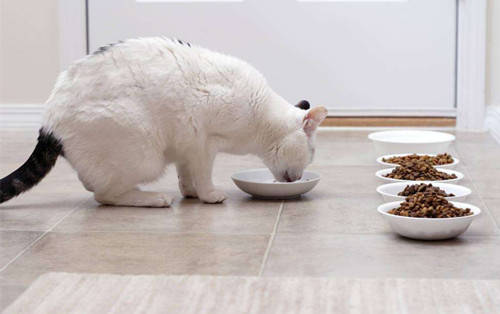 猫咪为什么会出现厌食症,猫咪为什么会腹泻乱拉