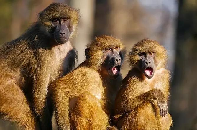 做不成风口上飞起的“猪”，这波操作骑“猪”飞行