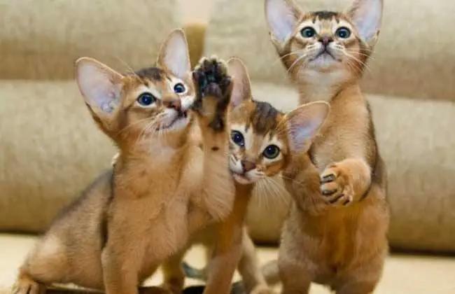 猫咪掉毛很烦恼给猫梳毛,哪些品种的猫咪不易掉毛又好看