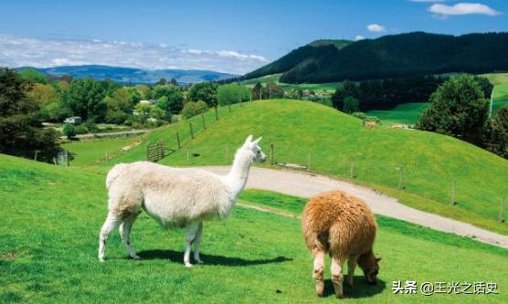 牛羊比人多十倍的新西兰，是如何成为世界前十的发达国家的？