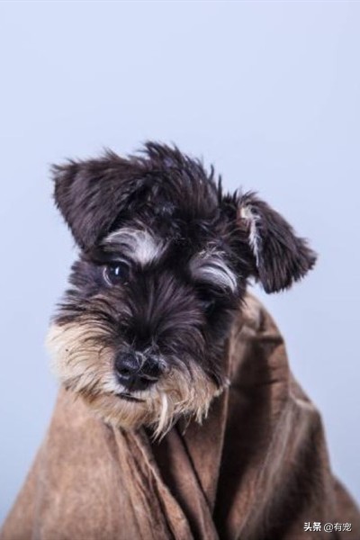 长毛狗狗美毛注意的几点,狗狗的短毛和长毛是什么作用