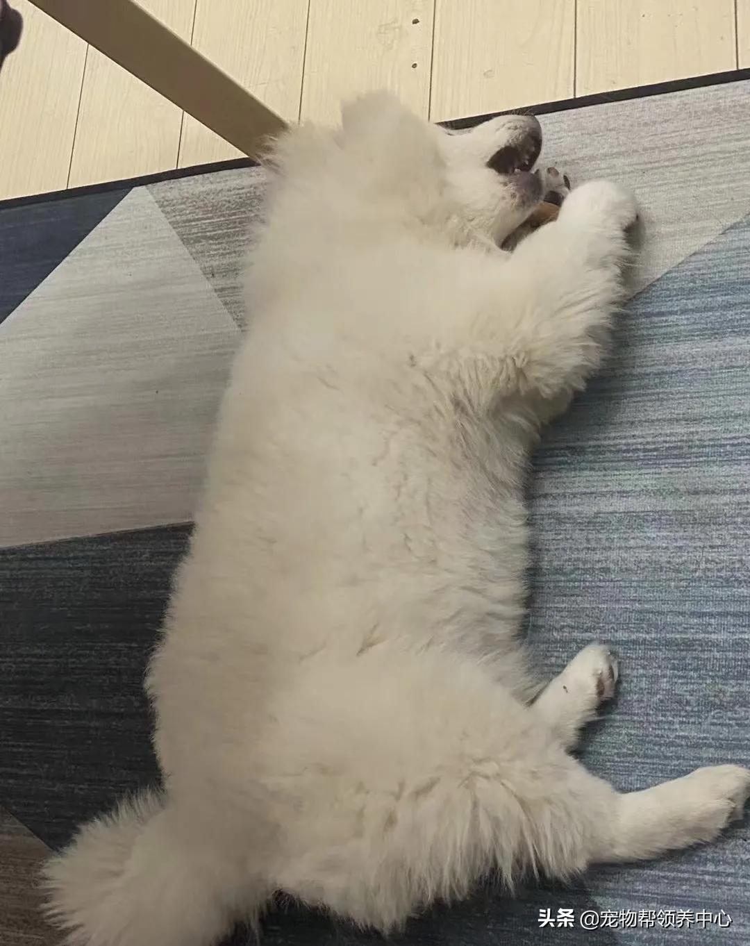 狗狗被*养送**期间患上细小，前主人却说：存活几率很小，别治了…