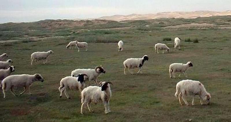 宁夏特产滩羊肉介绍,宁夏特产发菜