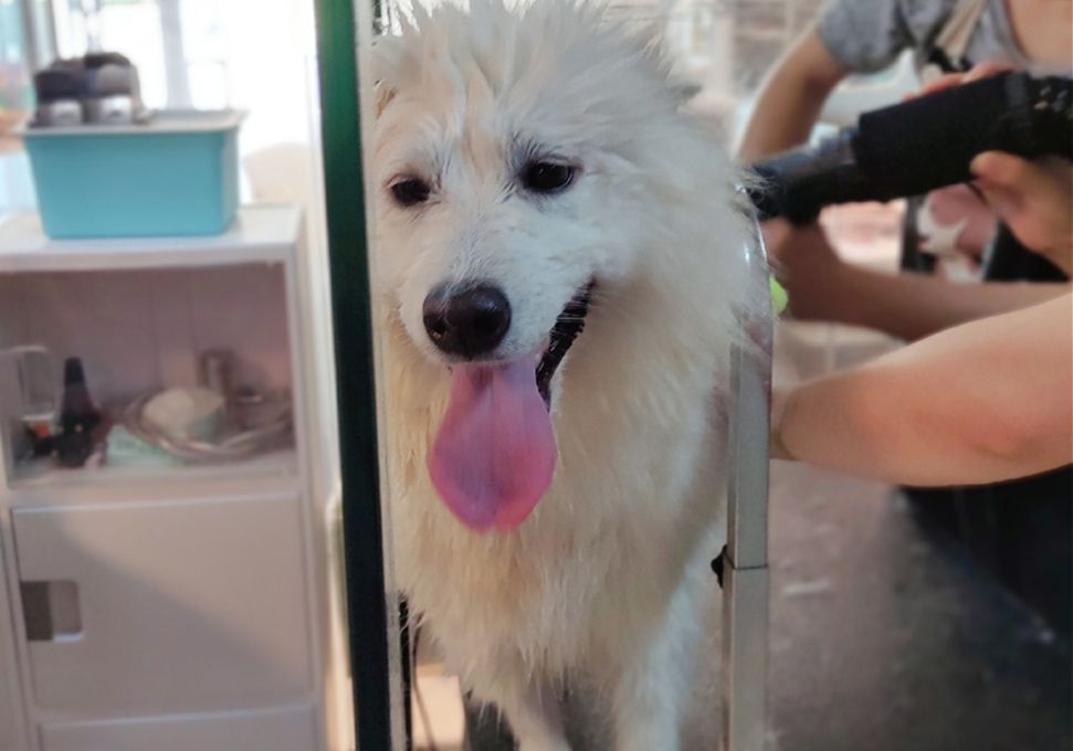 狗狗眼睛长息肉可以保守治疗吗,狗狗眼息肉怎么消除最快