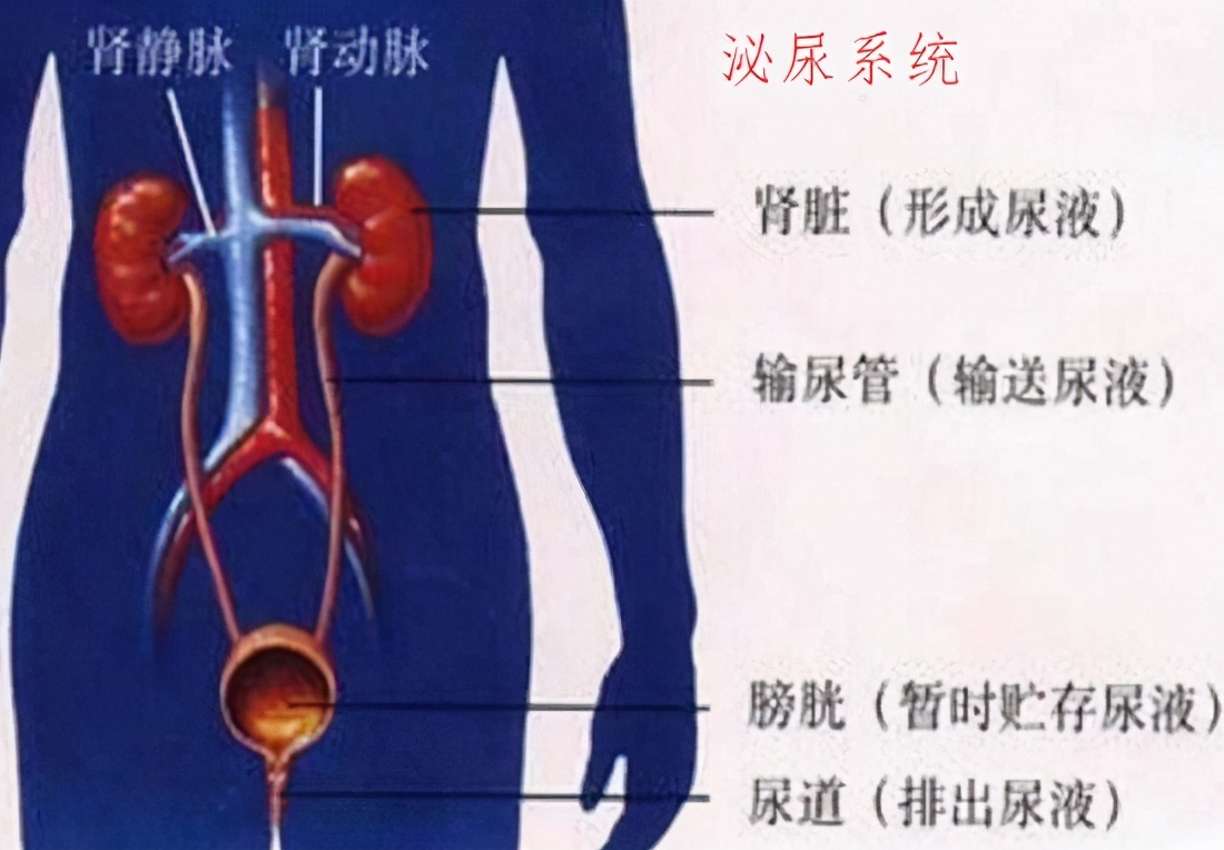 剧烈运动就尿血怎么回事呢,剧烈运动尿血要怎么缓解